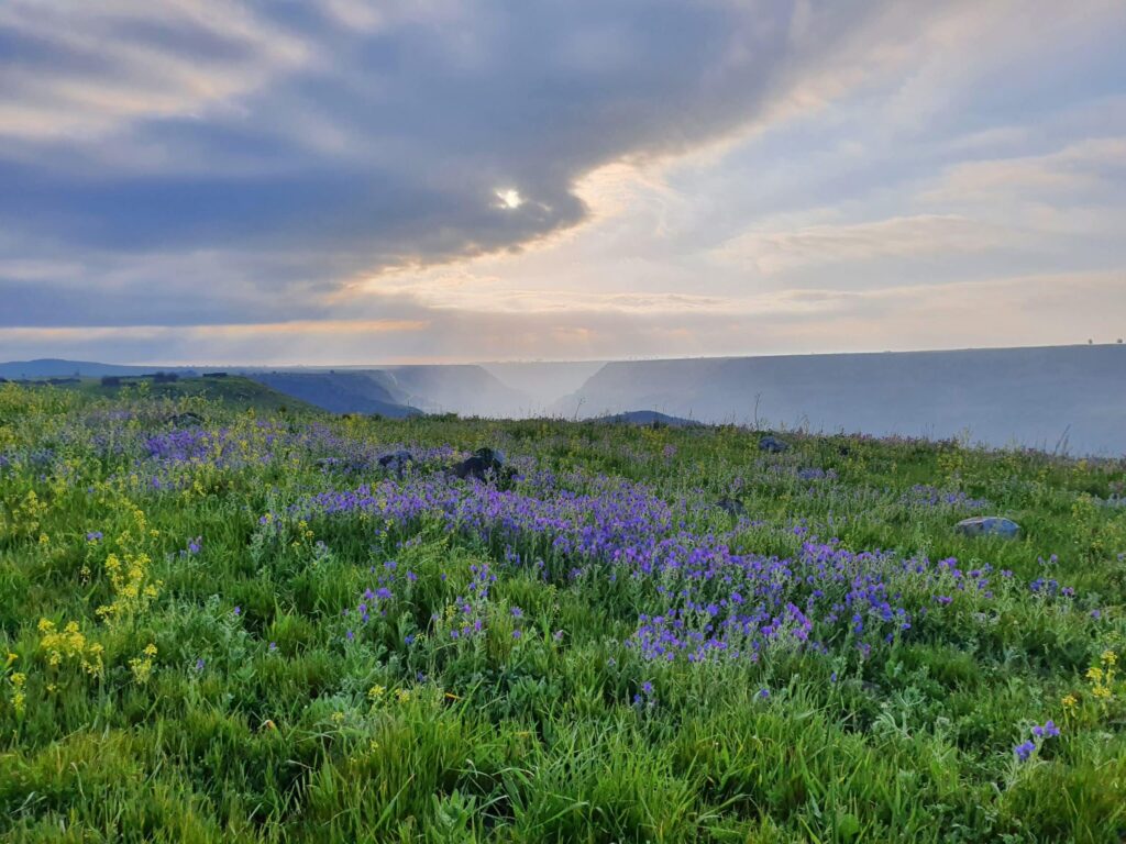 בית-הבריאות-טיולים-בטבע-פריחה-עונתית-02